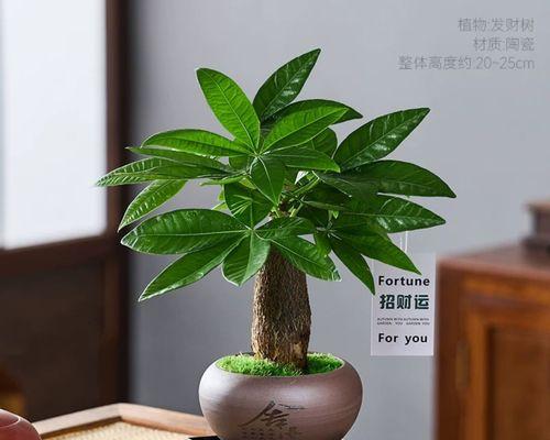 室内植物防辐射效果如何？哪些植物最适合室内种植？