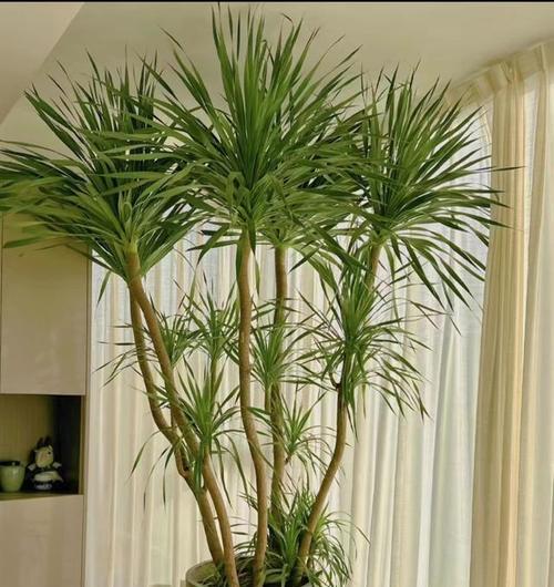 室内植物防辐射效果如何？哪些植物最适合室内种植？