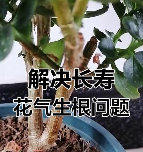 气根培养秘籍：怎样培养出健康的气根？