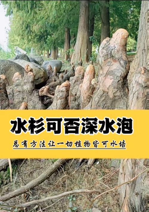气根培养秘籍：怎样培养出健康的气根？