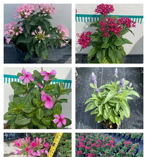 时花品种众多，如何挑选适合自己的时花品种？