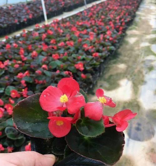 时花品种众多，如何挑选适合自己的时花品种？