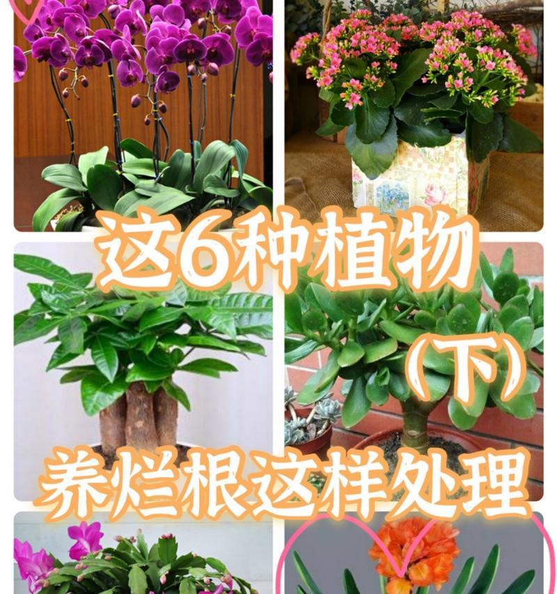 君子兰烂叶问题如何解决？