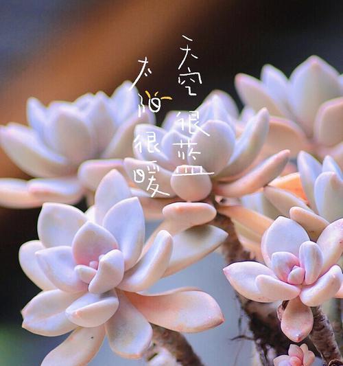 冬美人繁殖的有效方法是什么？