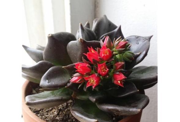 黑王子多肉植物的种植和护理方法？