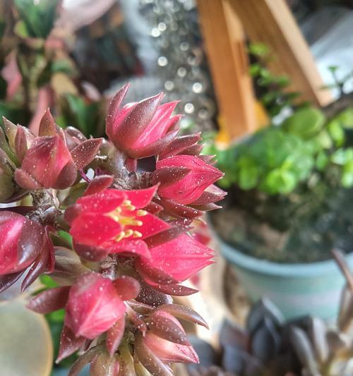 黑王子多肉植物的种植和护理方法？