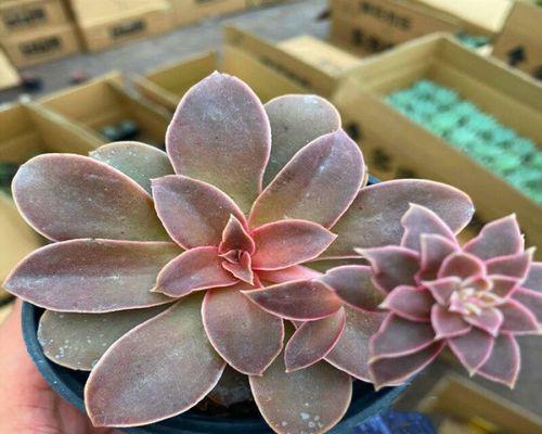 黑王子多肉植物的种植和护理方法？