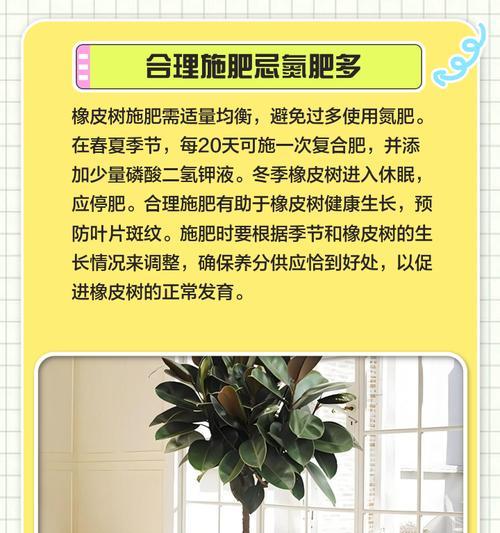 橡皮树黄叶的处理方法和预防措施是什么？