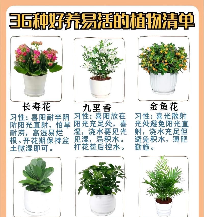 花奔的含义和用途是什么？