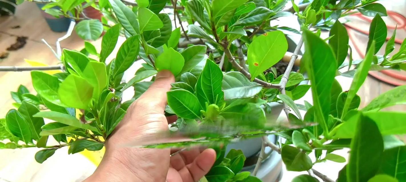 桅子花修剪的正确步骤是什么？
