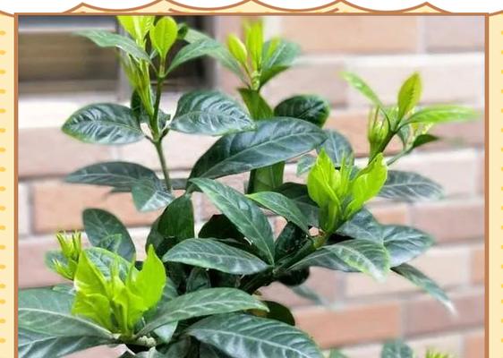 桅子花修剪的正确步骤是什么？