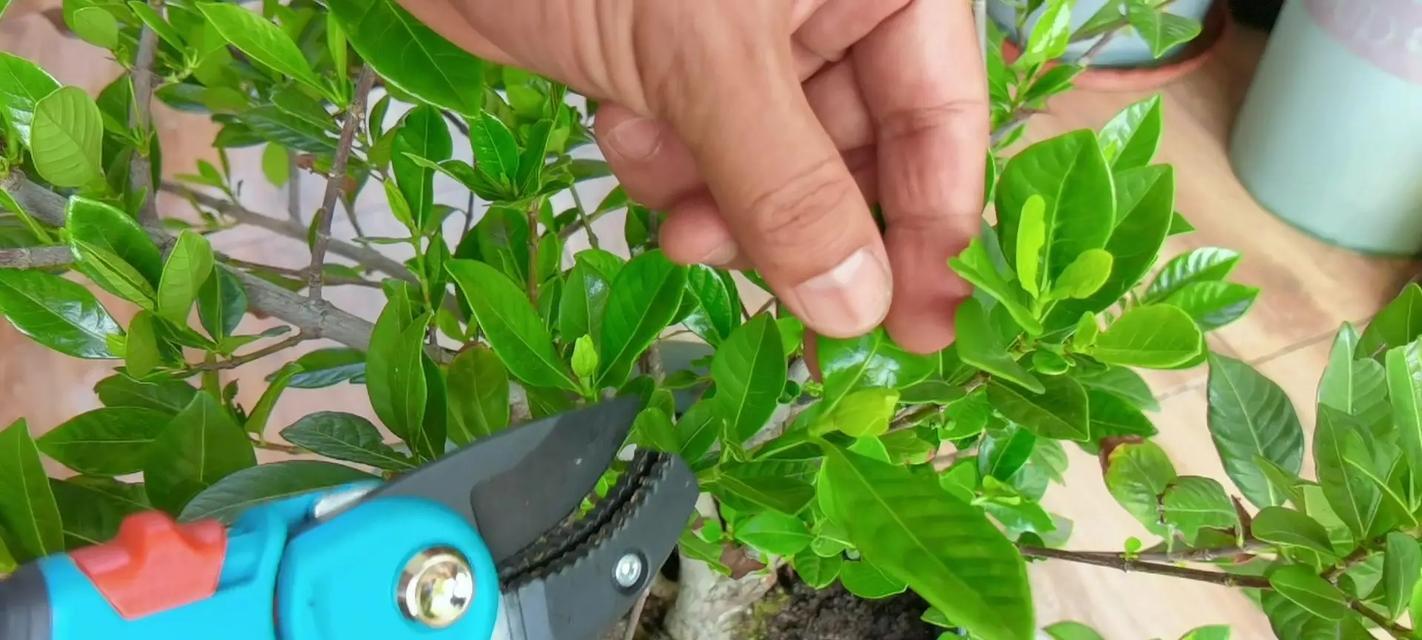 桅子花修剪的正确步骤是什么？