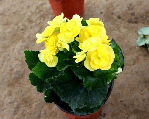 花卉品种分类学是什么？如何进行花卉品种的分类？