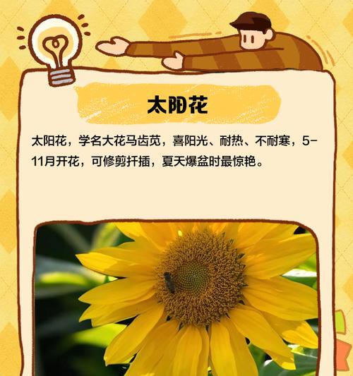 花卉品种分类学是什么？如何进行花卉品种的分类？