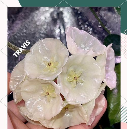 球兰的花芽形态是怎样的？