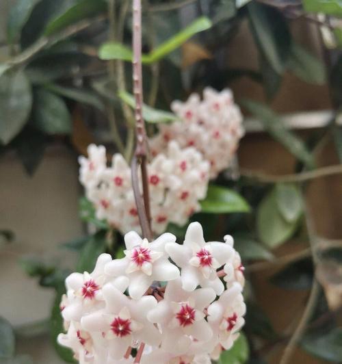 球兰的花芽形态是怎样的？