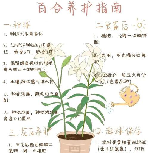 百合花球根的培养技巧？