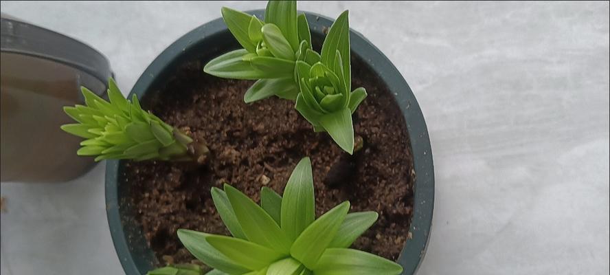 百合花球根的培养技巧？