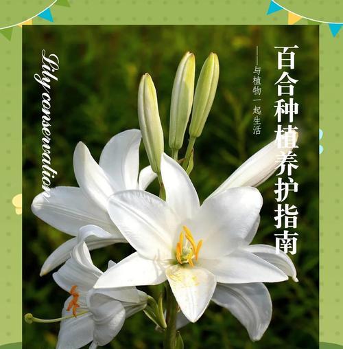 百合花球根的培养技巧？