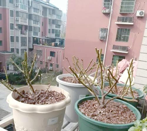 盆栽植物冬季养护的要点是什么？