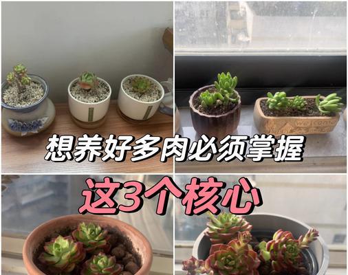 盆栽植物冬季养护的要点是什么？