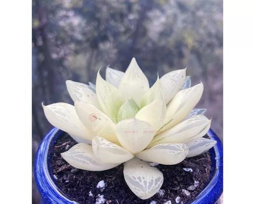 宝草玉露的正确养殖方法是什么？怎样才能养得更好？