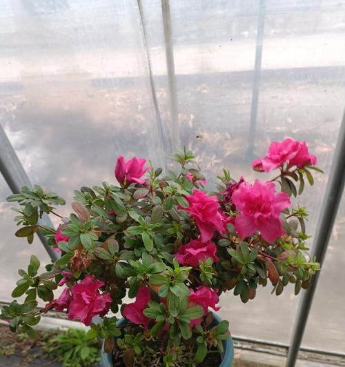 杜鹃花修剪的最佳时间是什么时候？如何修剪以促进杜鹃花的开花？