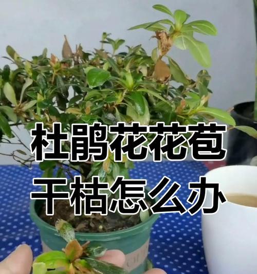 杜鹃花修剪的最佳时间是什么时候？如何修剪以促进杜鹃花的开花？