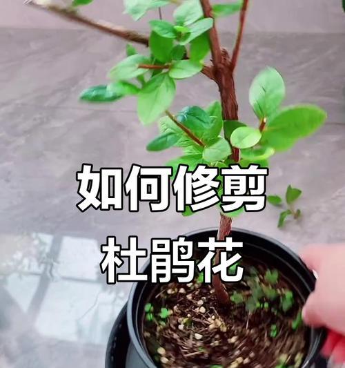 杜鹃花修剪的最佳时间是什么时候？如何修剪以促进杜鹃花的开花？