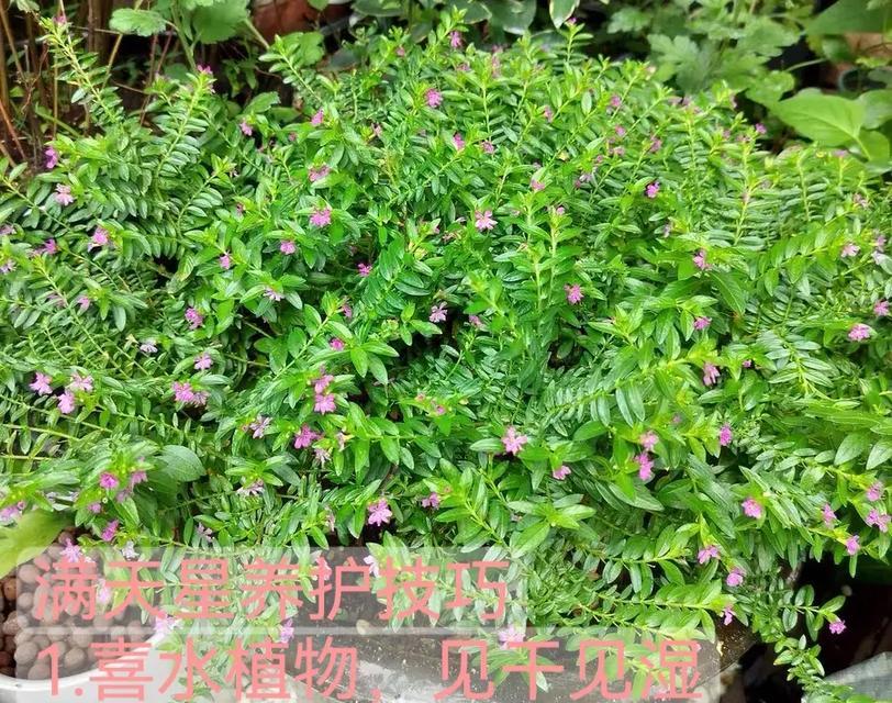 满天星的修剪方法是什么？
