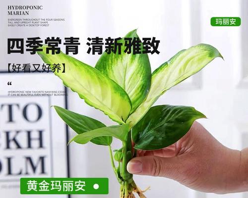 银皇后室内养护要点是什么？