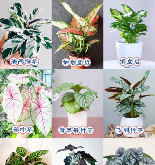 银皇后室内养护要点是什么？