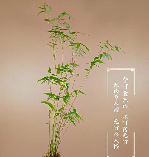 四季竹子的日常养护技巧？