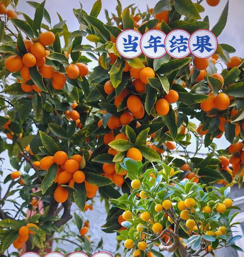 金桔种植的正确方法是什么？如何提高产量？