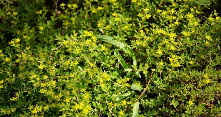 垂盆草的特性是什么？适合在哪些环境中种植？