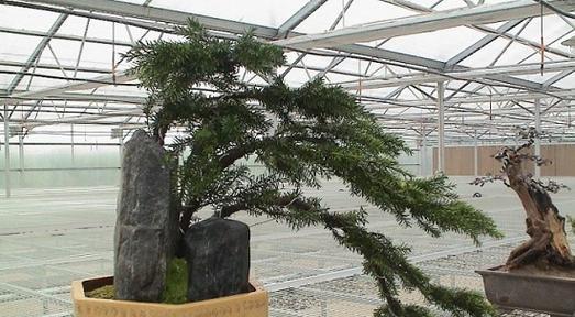 红豆杉的特性是什么？红豆杉的种植和养护方法有哪些？