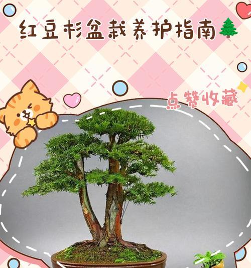 红豆杉的特性是什么？红豆杉的种植和养护方法有哪些？