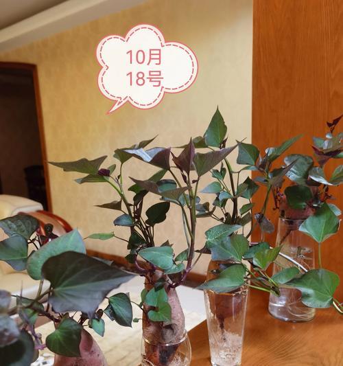 盆栽红薯的种植步骤和技巧？