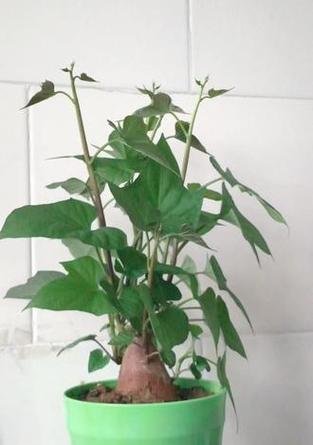 盆栽红薯的种植步骤和技巧？