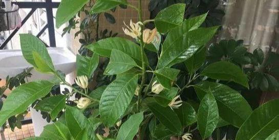 白兰花种植方法是什么？如何提高白兰花的开花率？