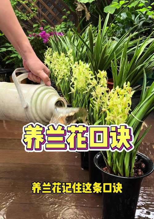 白兰花种植方法是什么？如何提高白兰花的开花率？