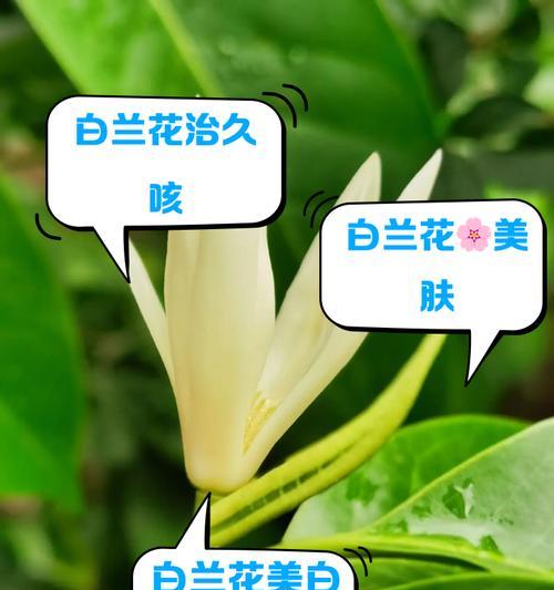 白兰花种植方法是什么？如何提高白兰花的开花率？