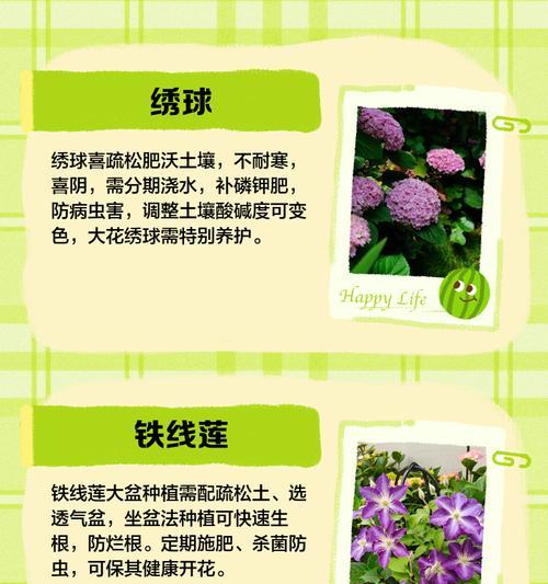 高花盆适合种植哪些植物？高花盆植物选择指南？