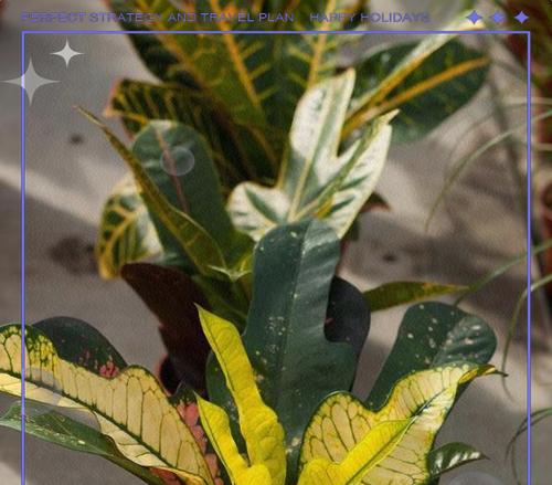 高花盆适合种植哪些植物？高花盆植物选择指南？