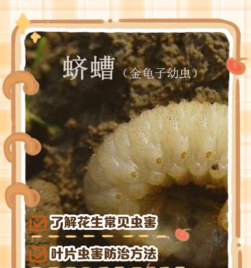 花叶长虫怎么办？花叶长虫的防治方法和预防措施是什么？