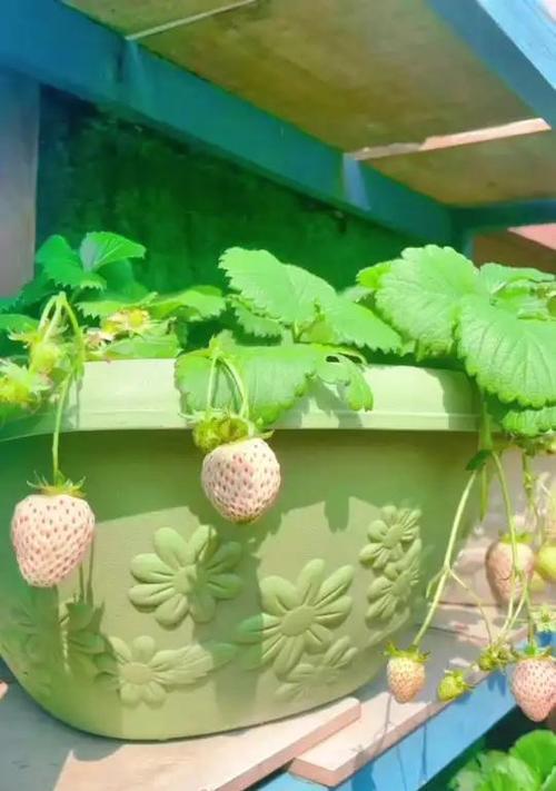 花叶长虫怎么办？花叶长虫的防治方法和预防措施是什么？