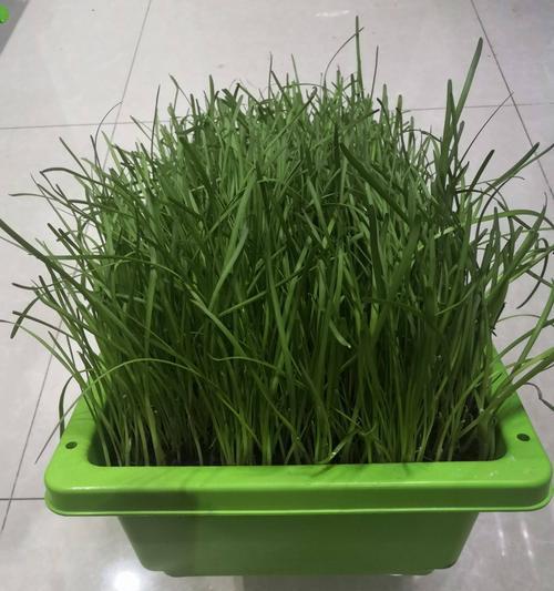 久菜的种植方法是什么？如何确保久菜的高产量和品质？