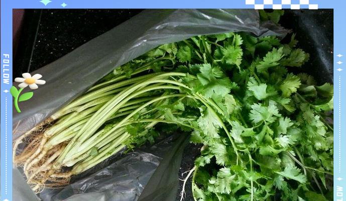 久菜的种植方法是什么？如何确保久菜的高产量和品质？