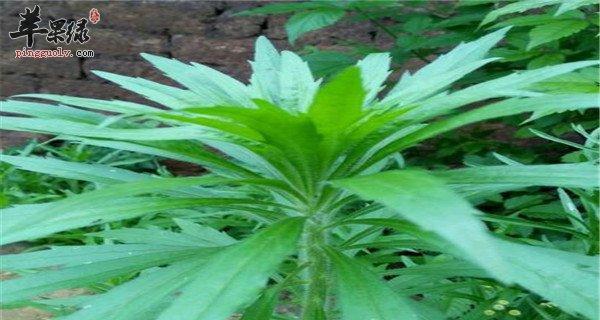 久菜的种植方法是什么？如何确保久菜的高产量和品质？