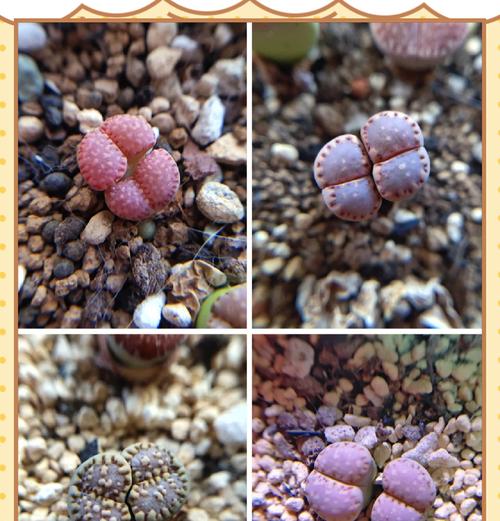 生石花品种怎么挑选？不同生石花品种的特点是什么？